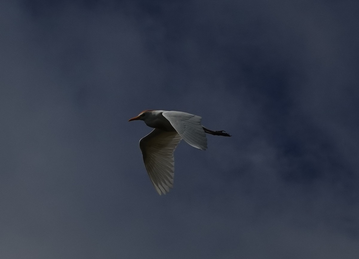 Чапля єгипетська (підвид ibis) - ML151897761