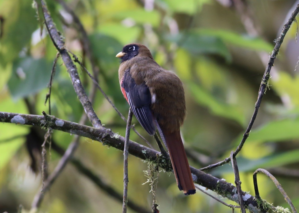 Masked Trogon - ML151897801