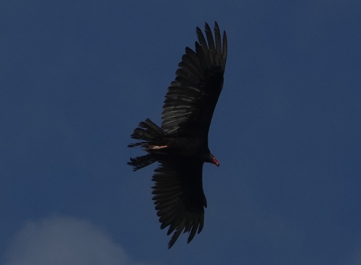 Urubu à tête rouge - ML151897821