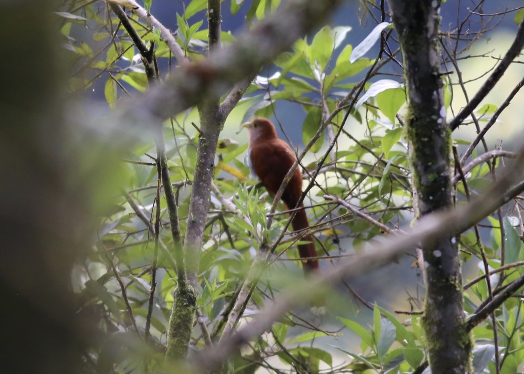 Squirrel Cuckoo - ML151898041