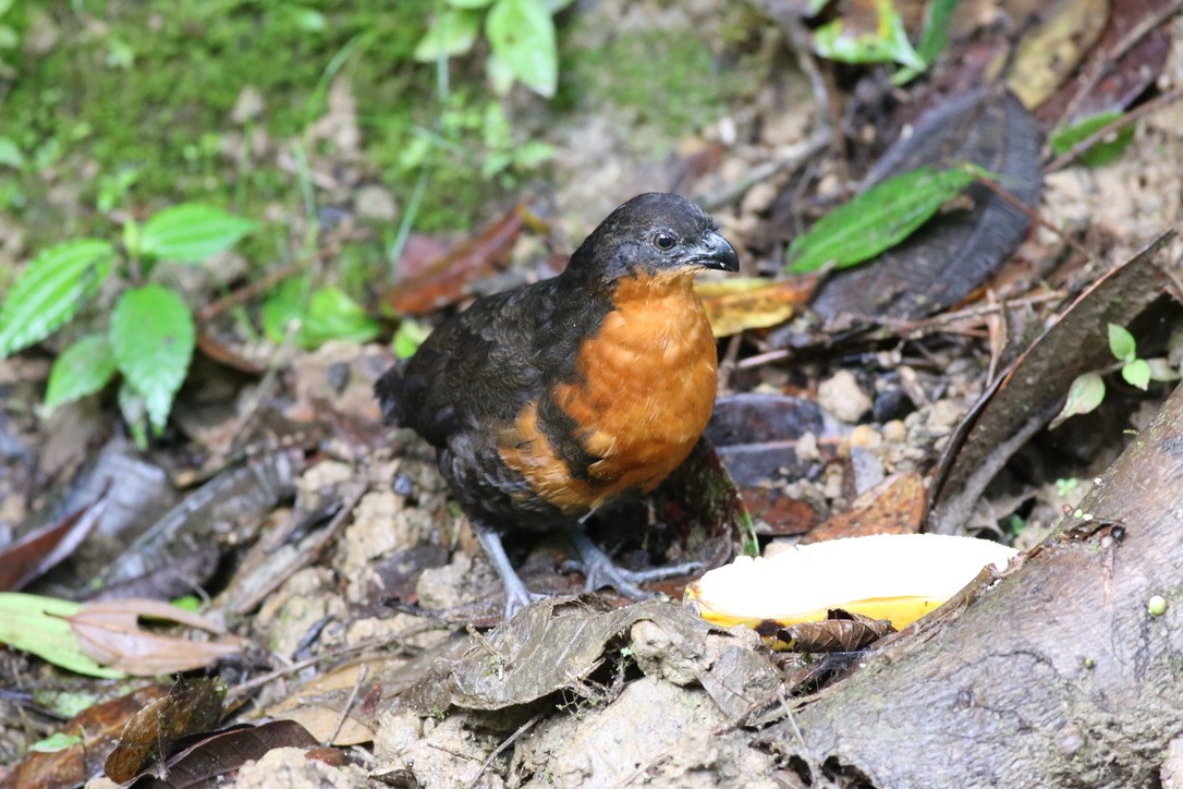 Dark-backed Wood-Quail - ML151898181