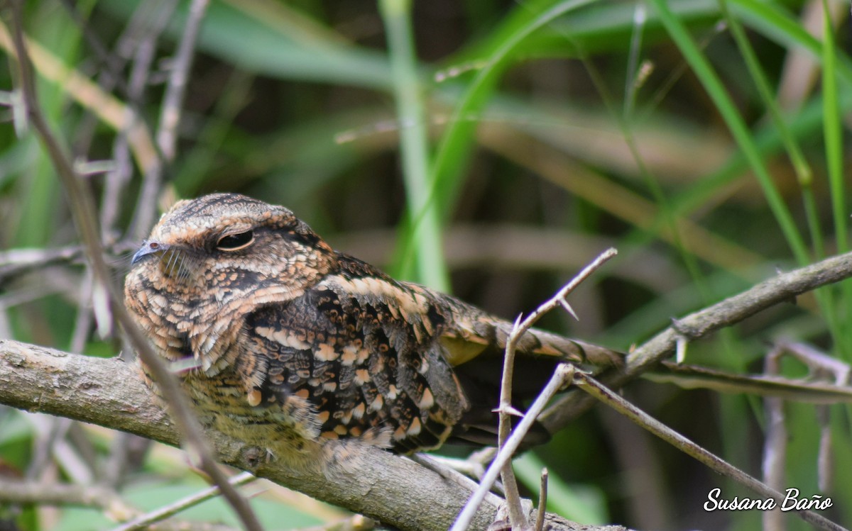 Scissor-tailed Nightjar - ML151898631