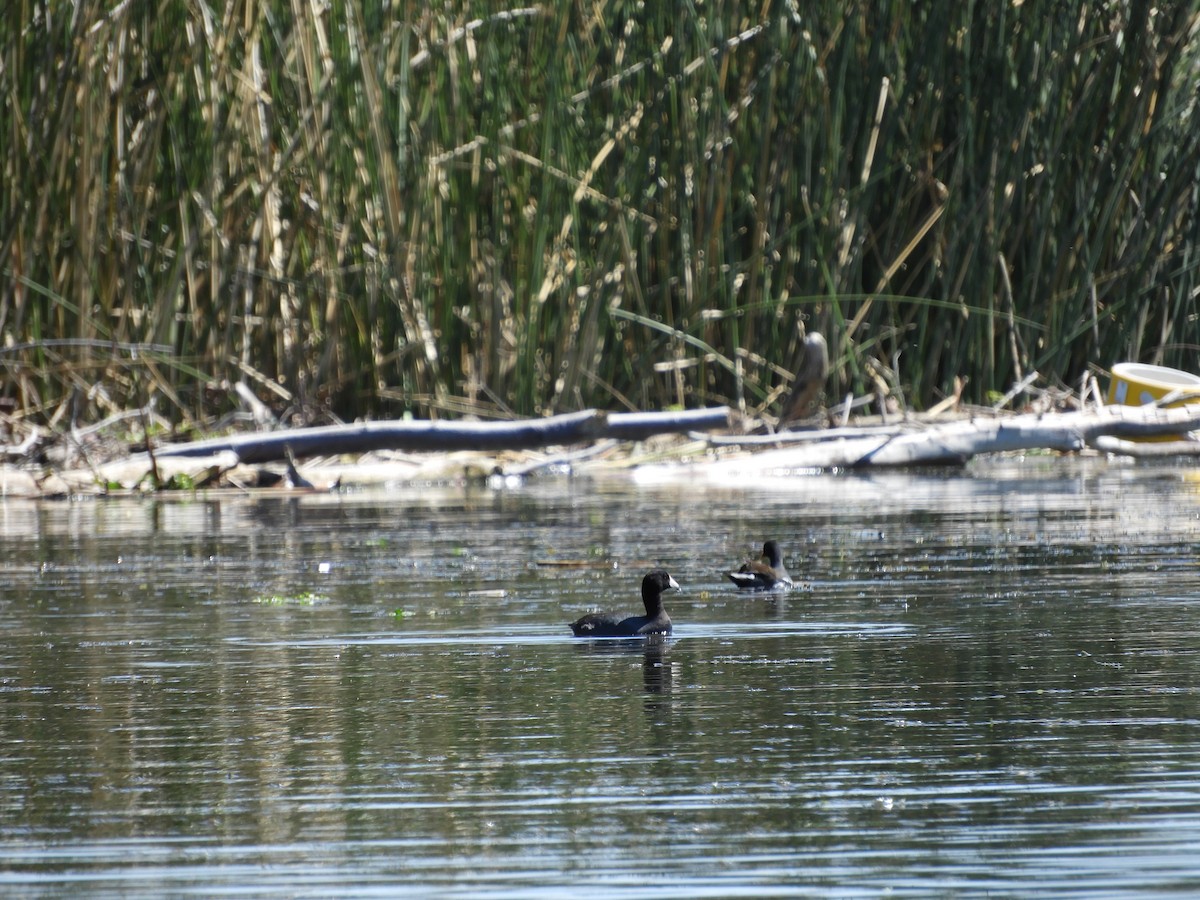 American Coot - Jose M Martinez