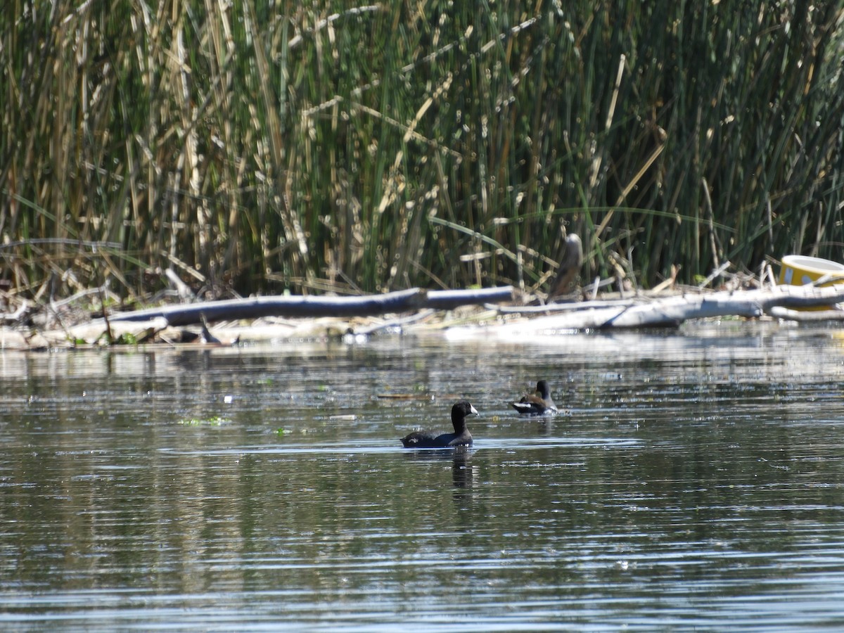 American Coot - ML151898641
