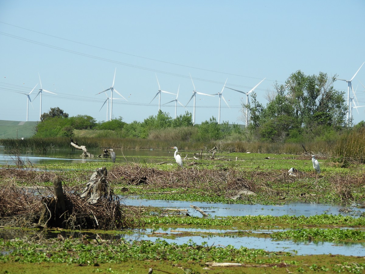 Airone bianco maggiore - ML151898791