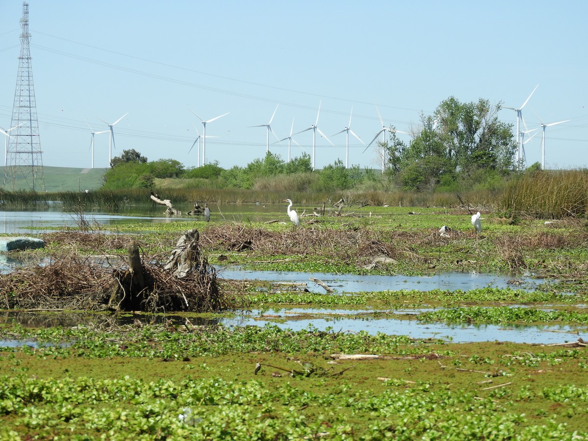 Airone bianco maggiore - ML151898801