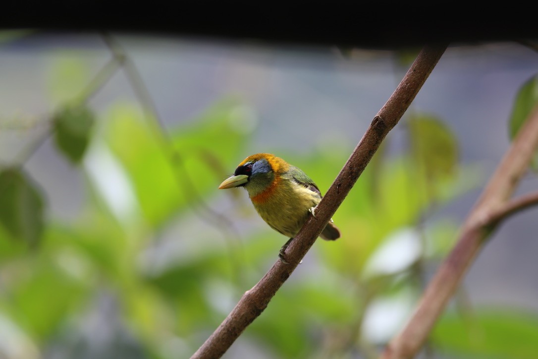 Red-headed Barbet - ML151898931