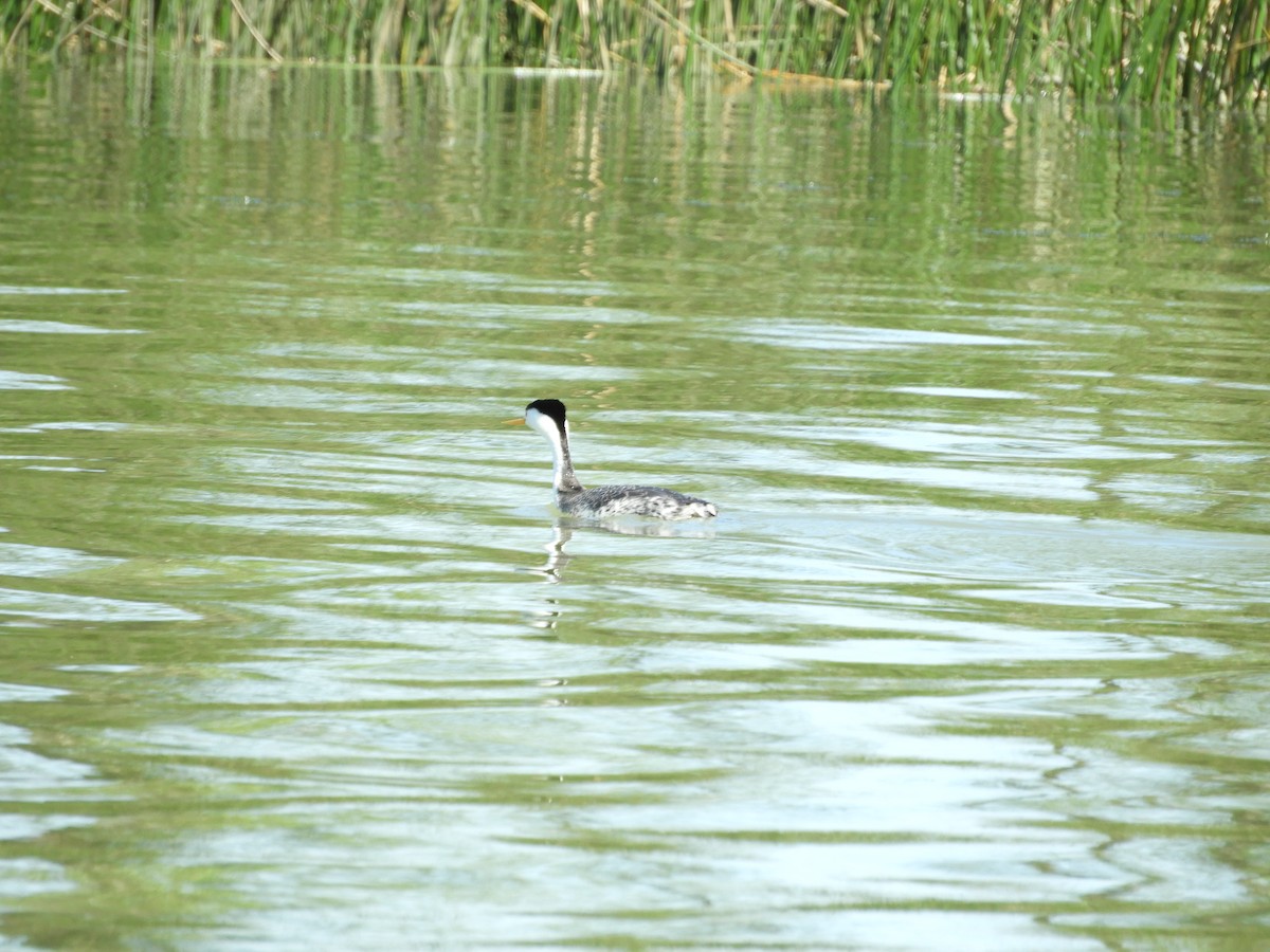 Clark's Grebe - ML151898991