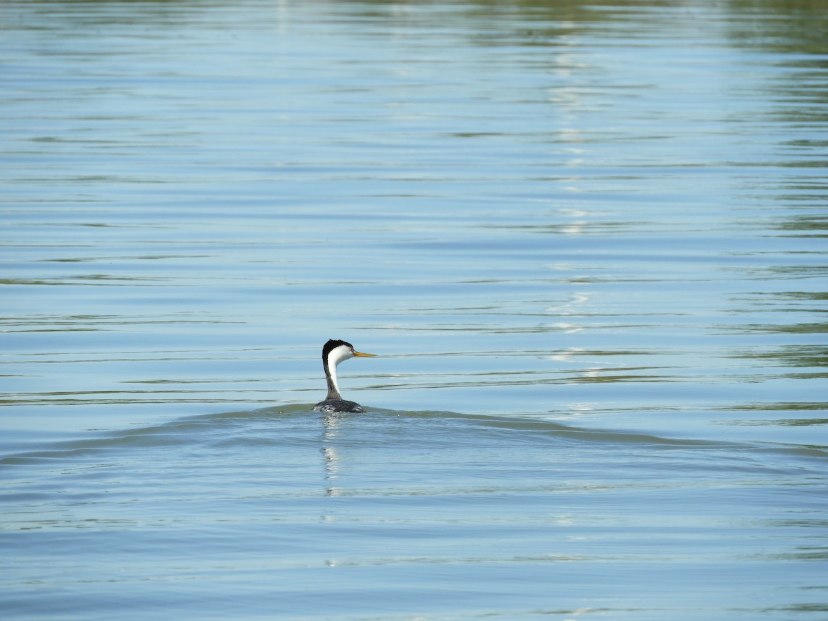Clark's Grebe - ML151899021