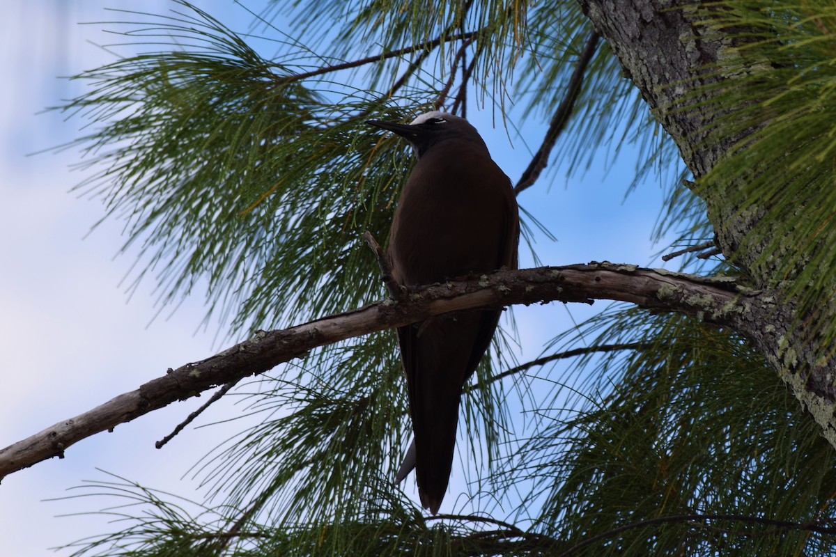 Brown Noddy - ML151899031