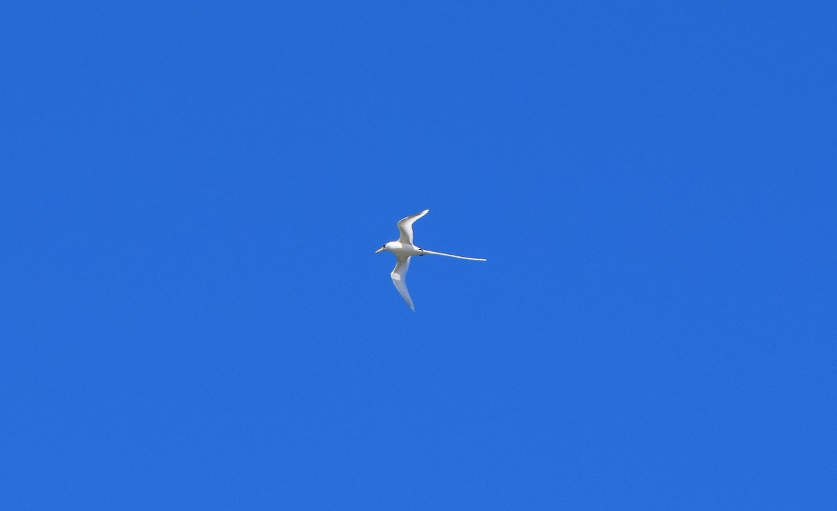 White-tailed Tropicbird - ML151899291