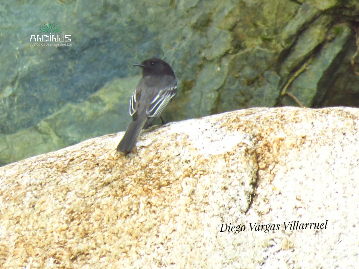 Black Phoebe - ML151899631