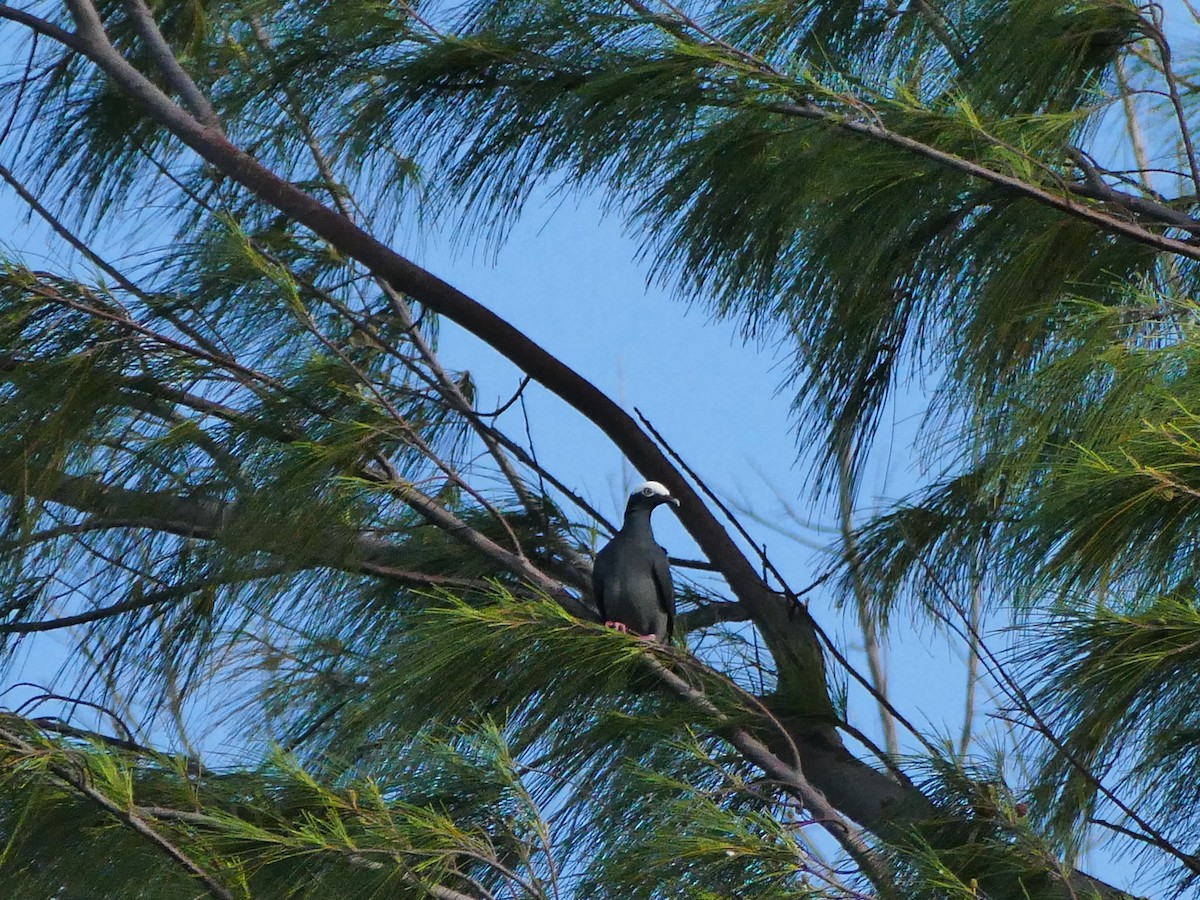 White-crowned Pigeon - ML151900991