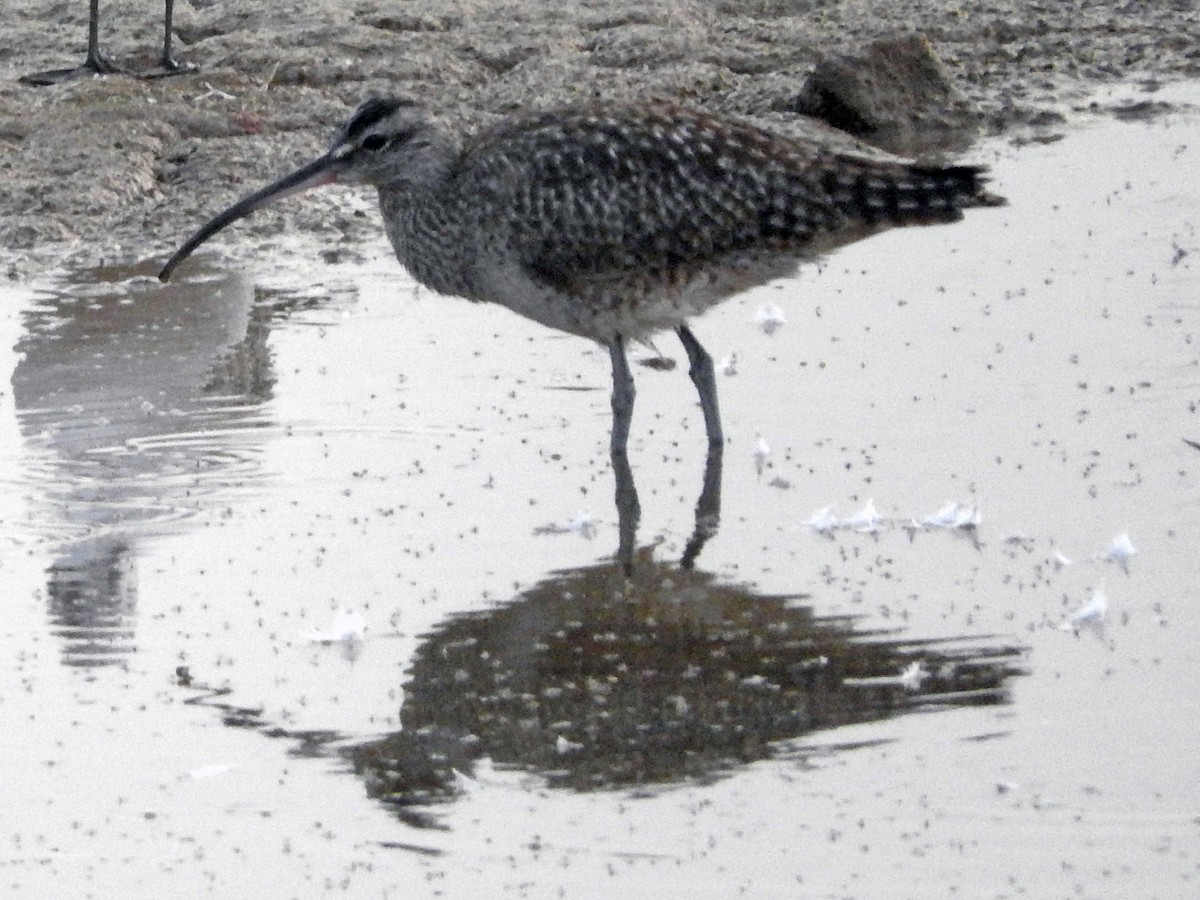 Regenbrachvogel - ML151901001