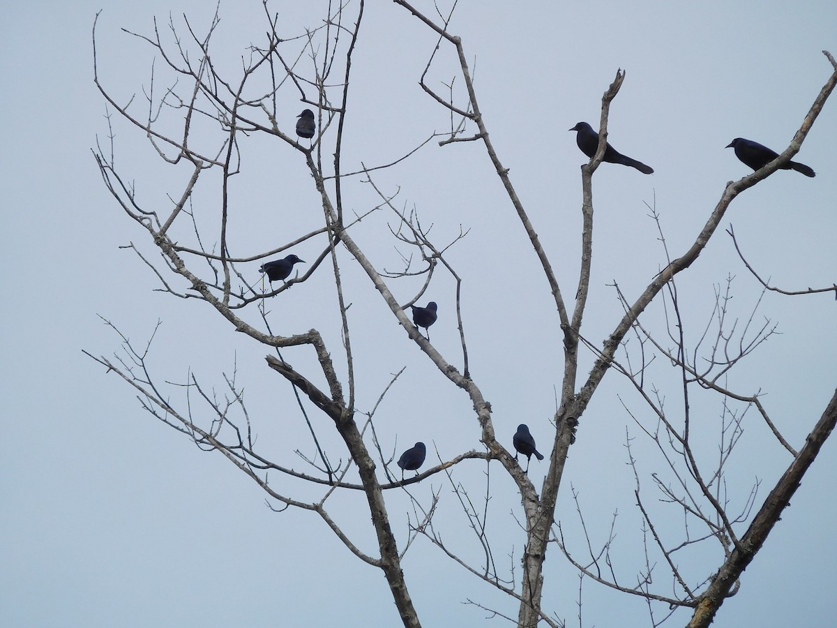 Common Grackle - ML151901261