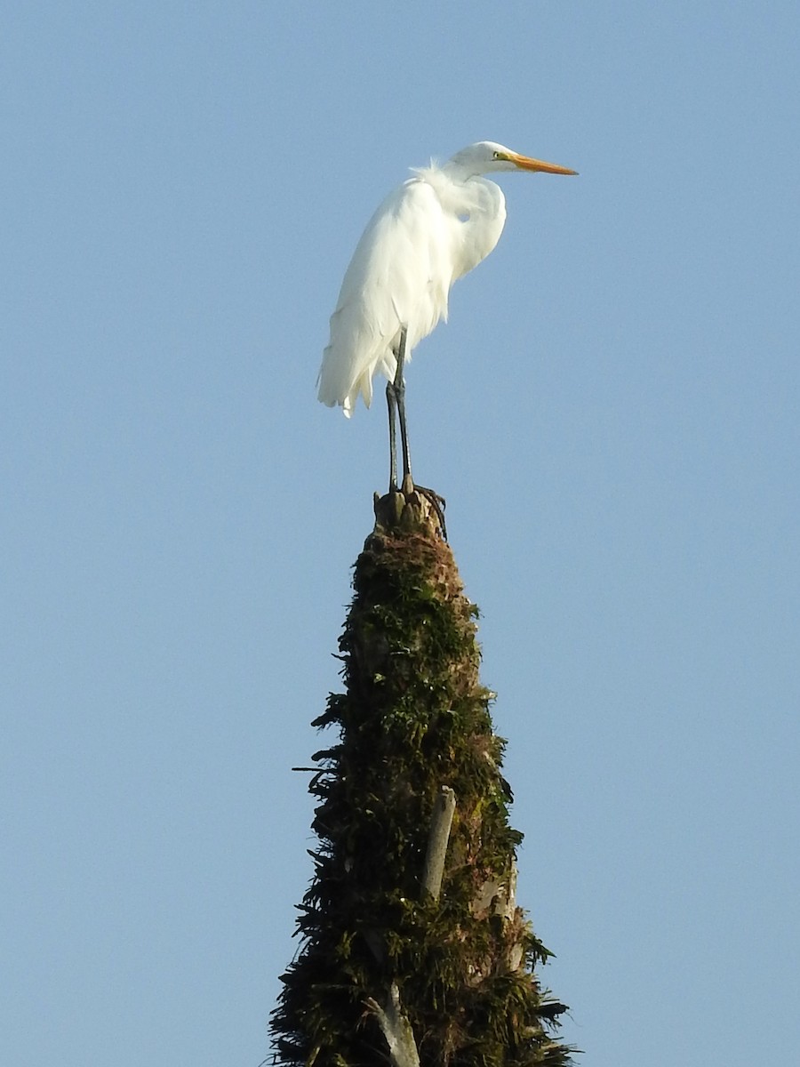 Great Egret - ML151901571