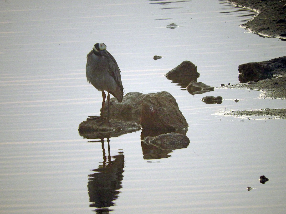 Yellow-crowned Night Heron - ML151901781