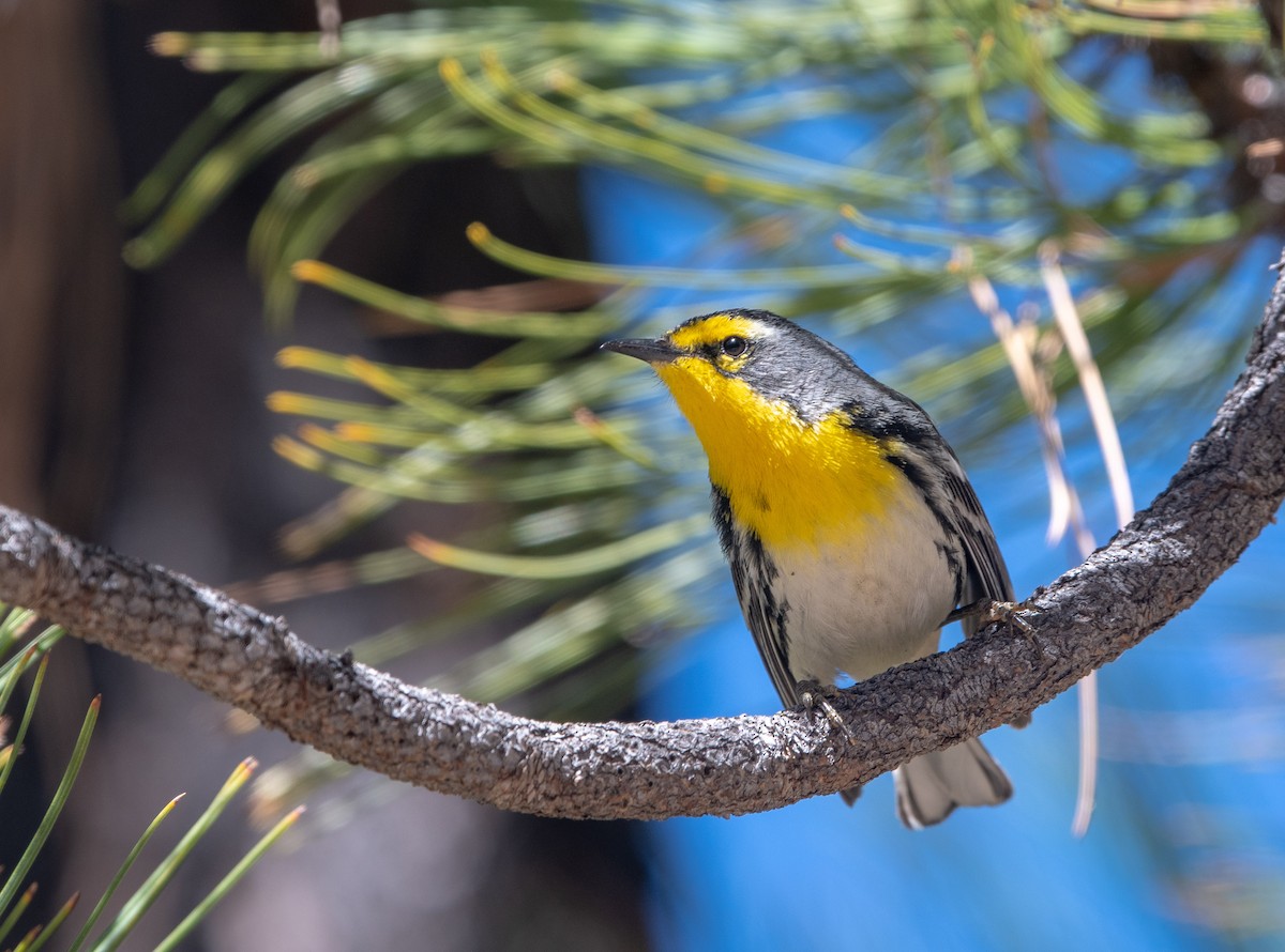 Grace's Warbler - ML151901961