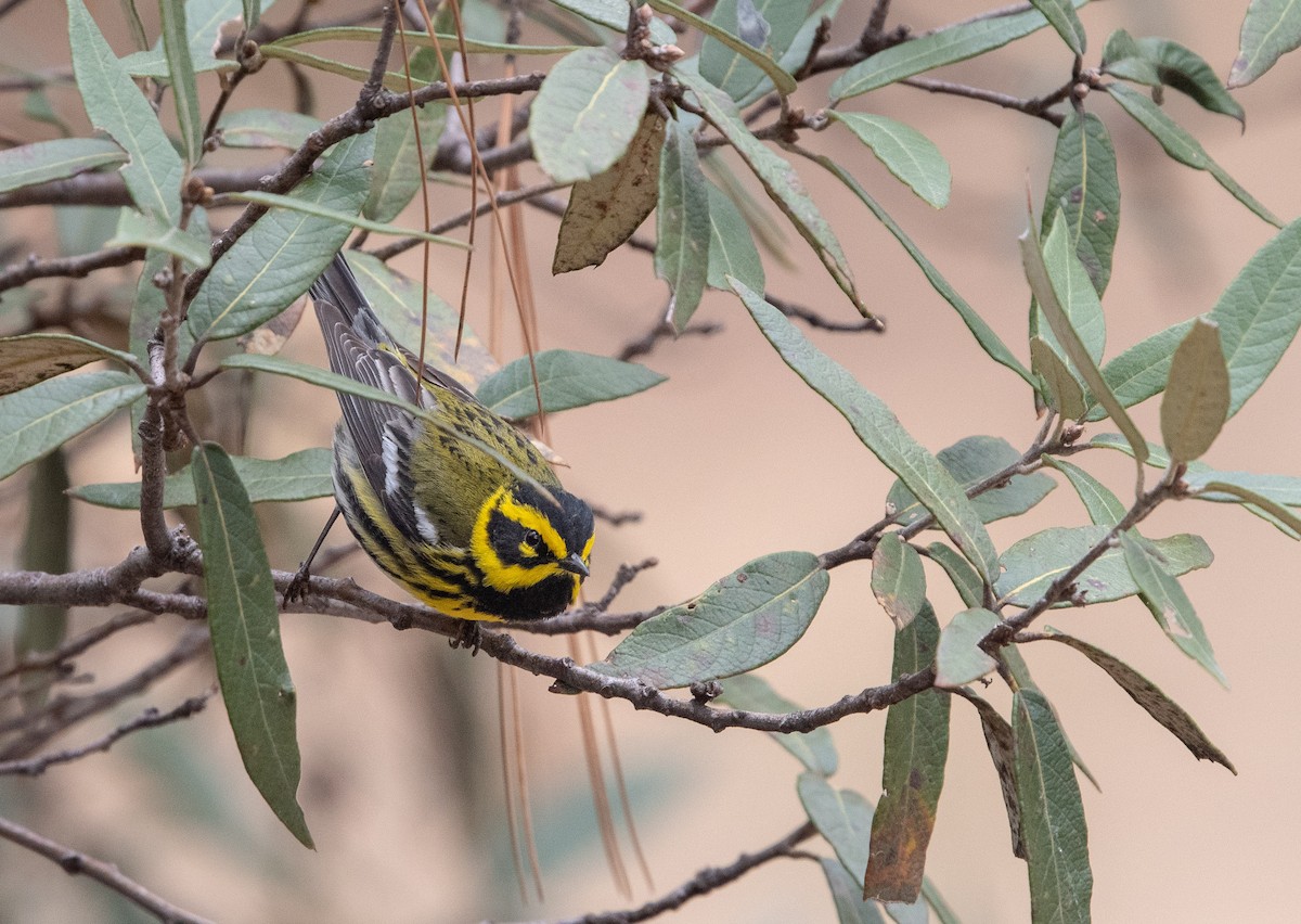 Townsend's Warbler - ML151902351