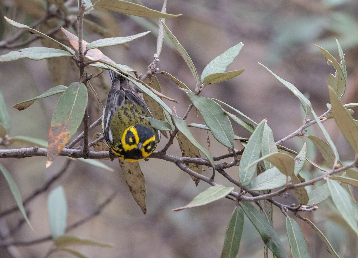 Townsend's Warbler - ML151902361