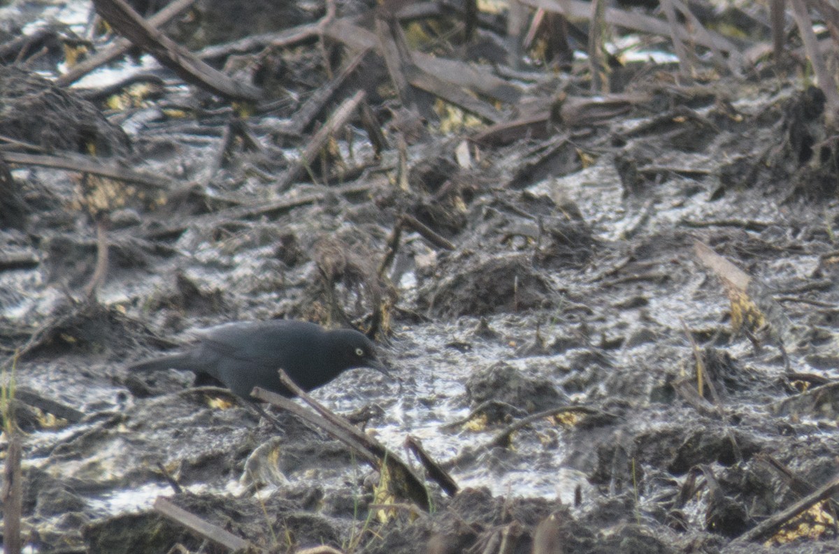 Rusty Blackbird - ML151902461