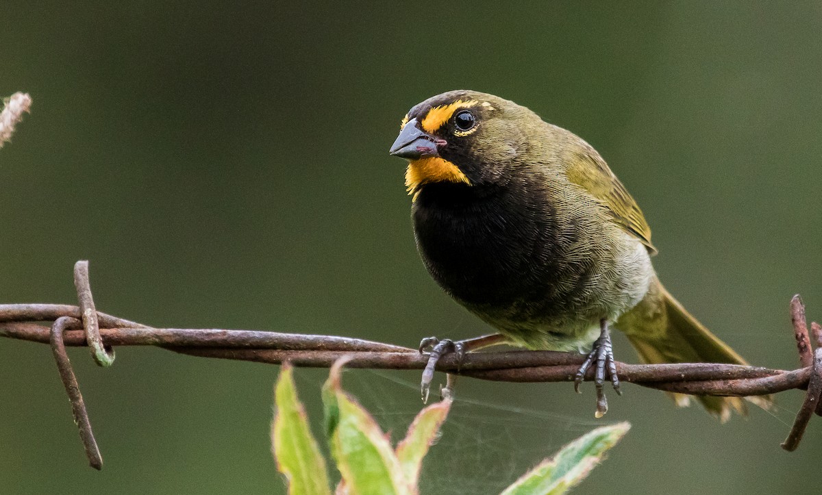 Yellow-faced Grassquit - David Monroy Rengifo