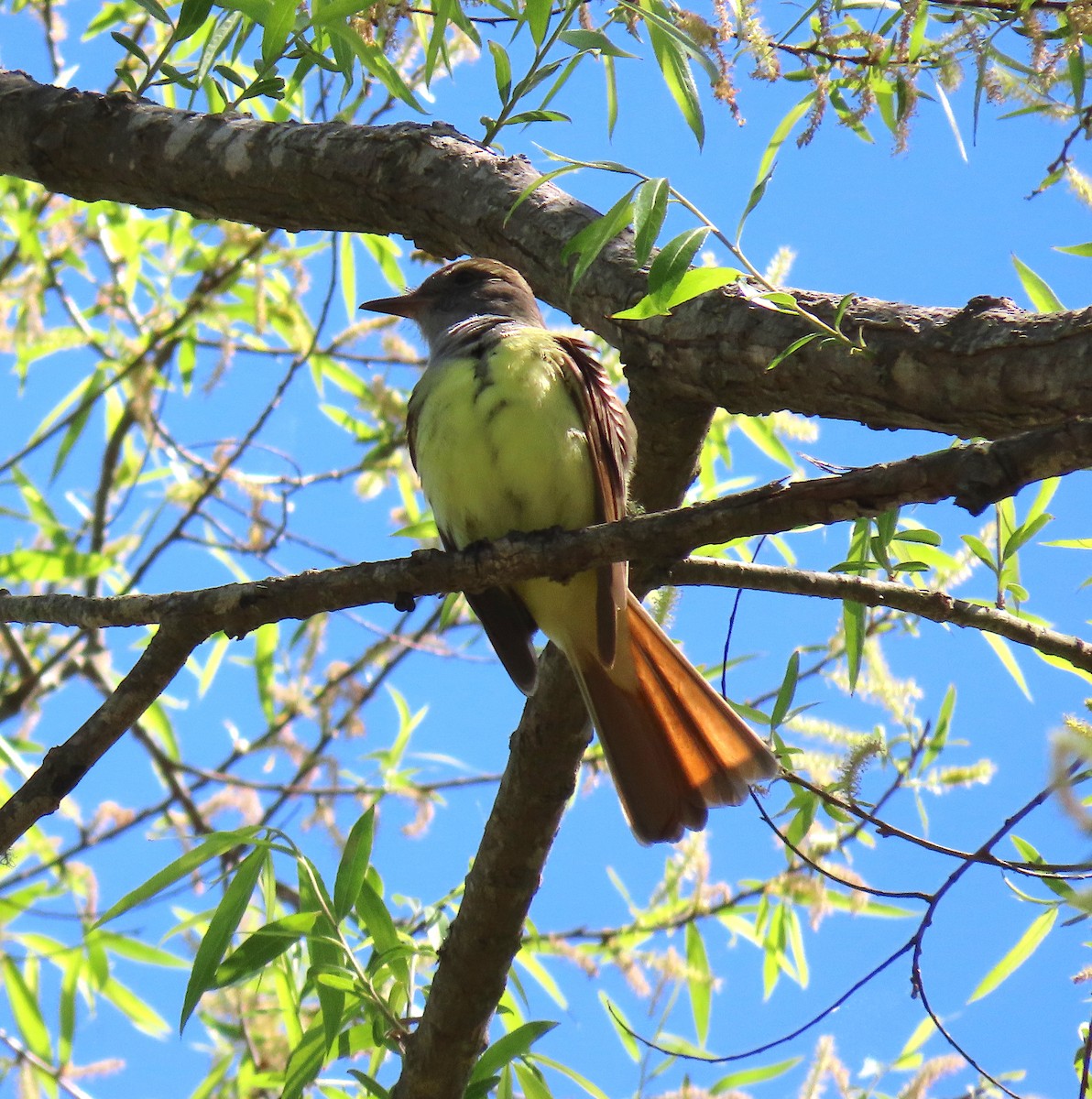 Great Crested Flycatcher - ML151902631