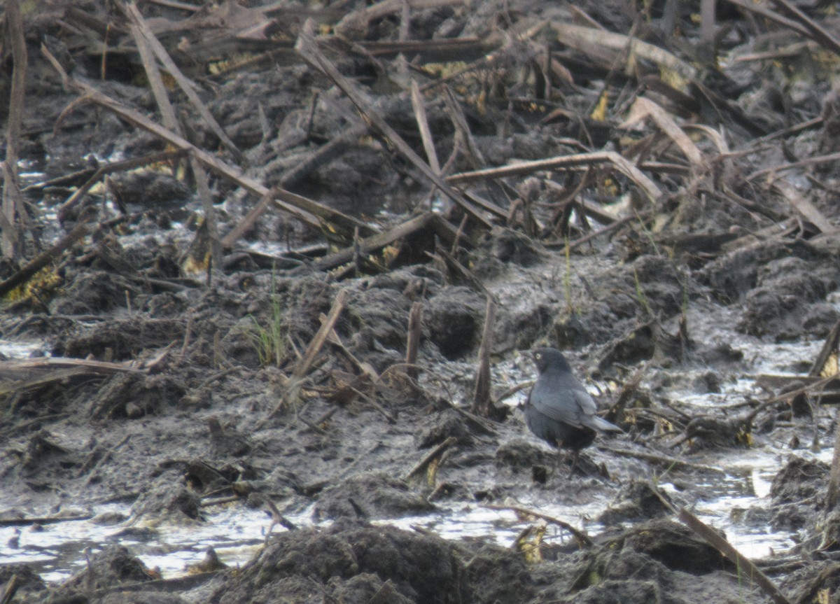 Rusty Blackbird - ML151902911