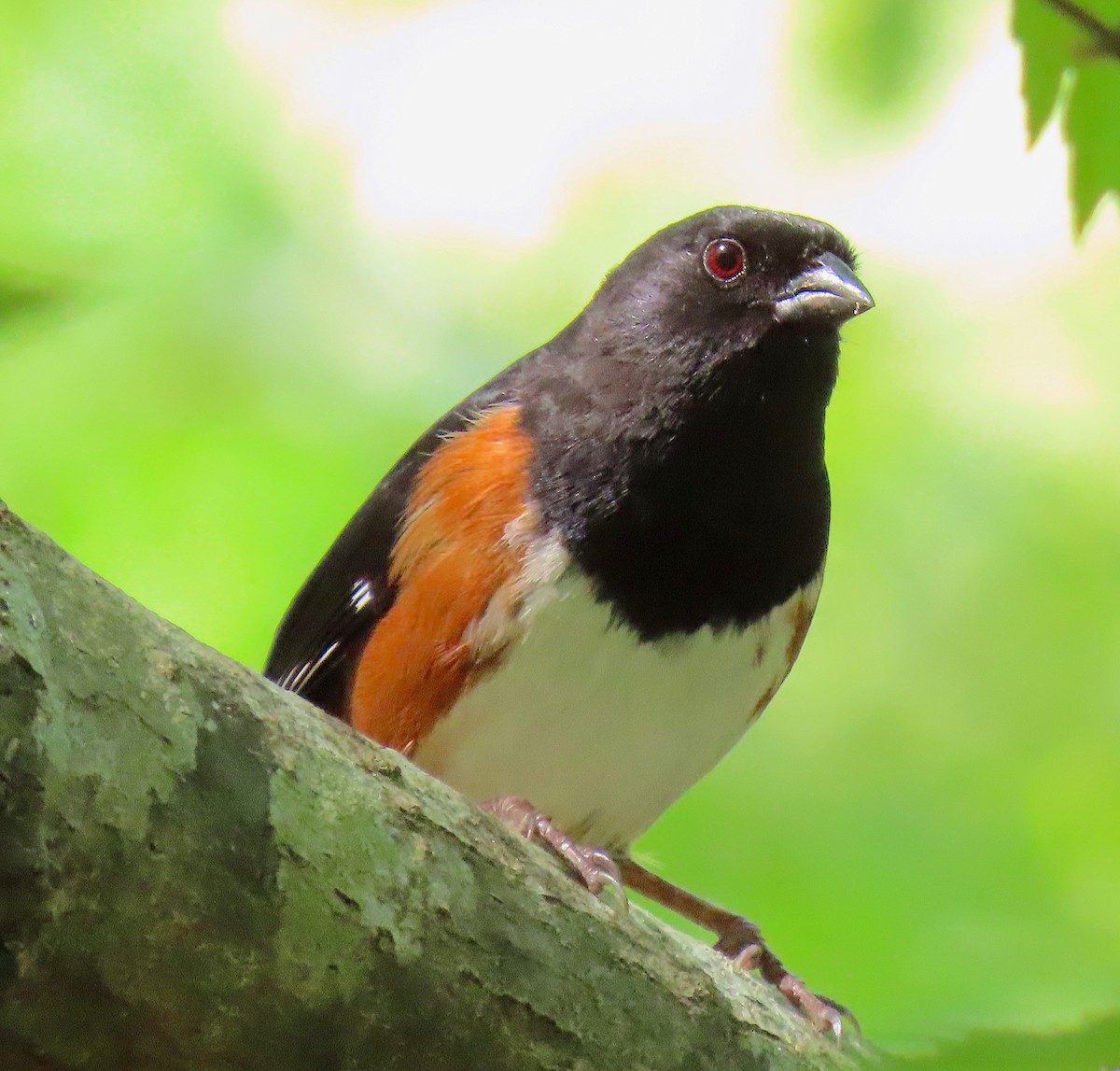 Eastern Towhee - ML151903211