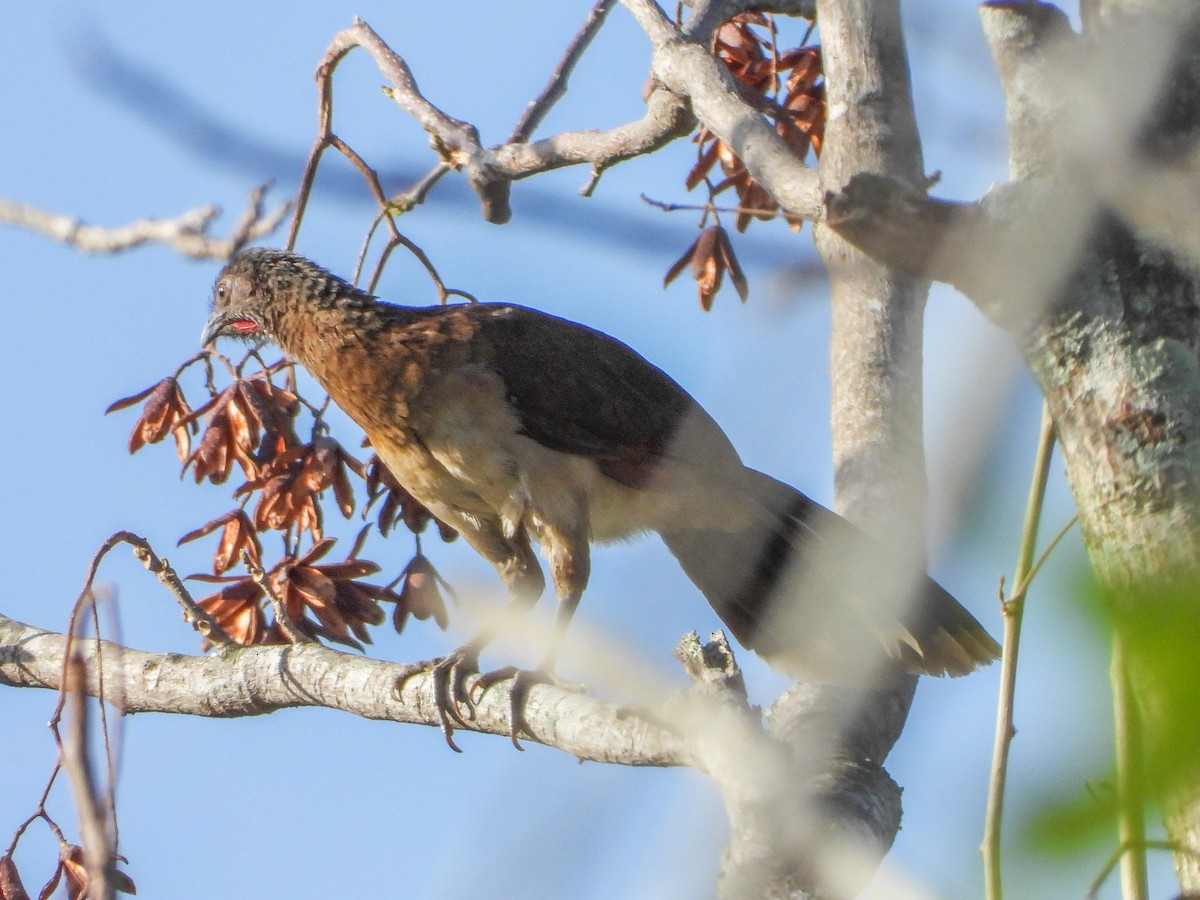 Gray-headed Chachalaca - ML151903441