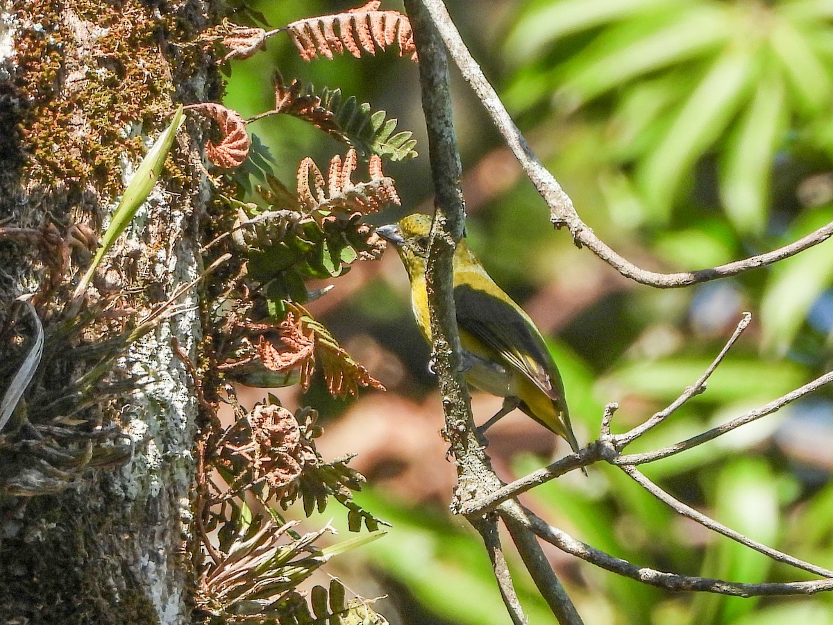 Yellow-throated Euphonia - ML151903651