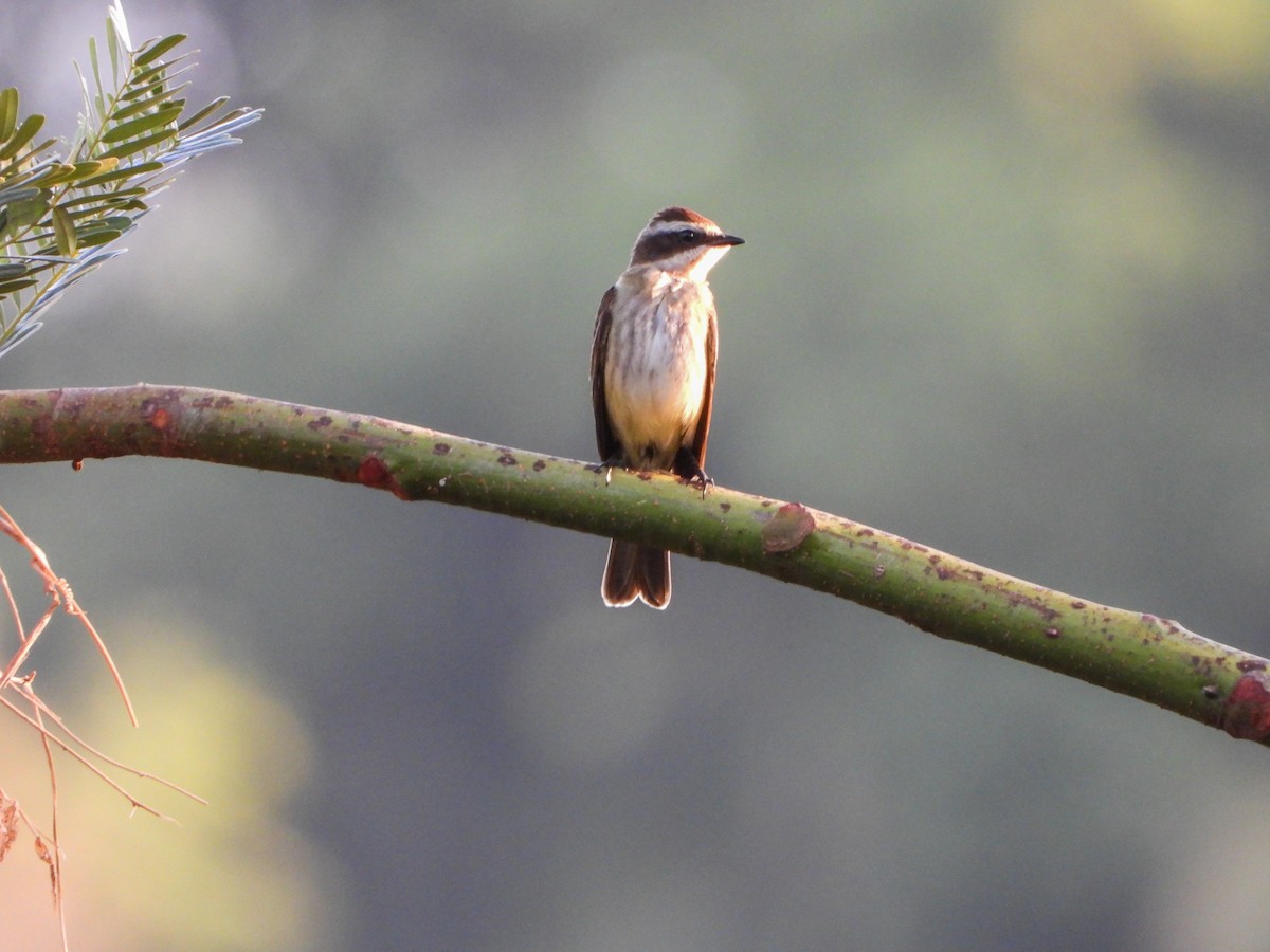 Piratic Flycatcher - ML151904331