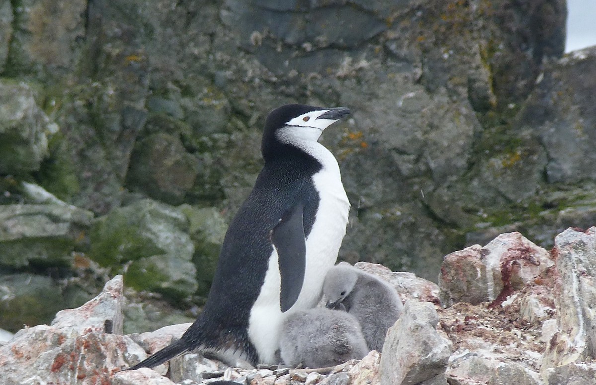 Pingüino Barbijo - ML151904511