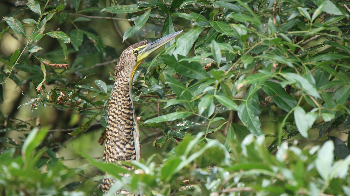 Bare-throated Tiger-Heron - ML151904571