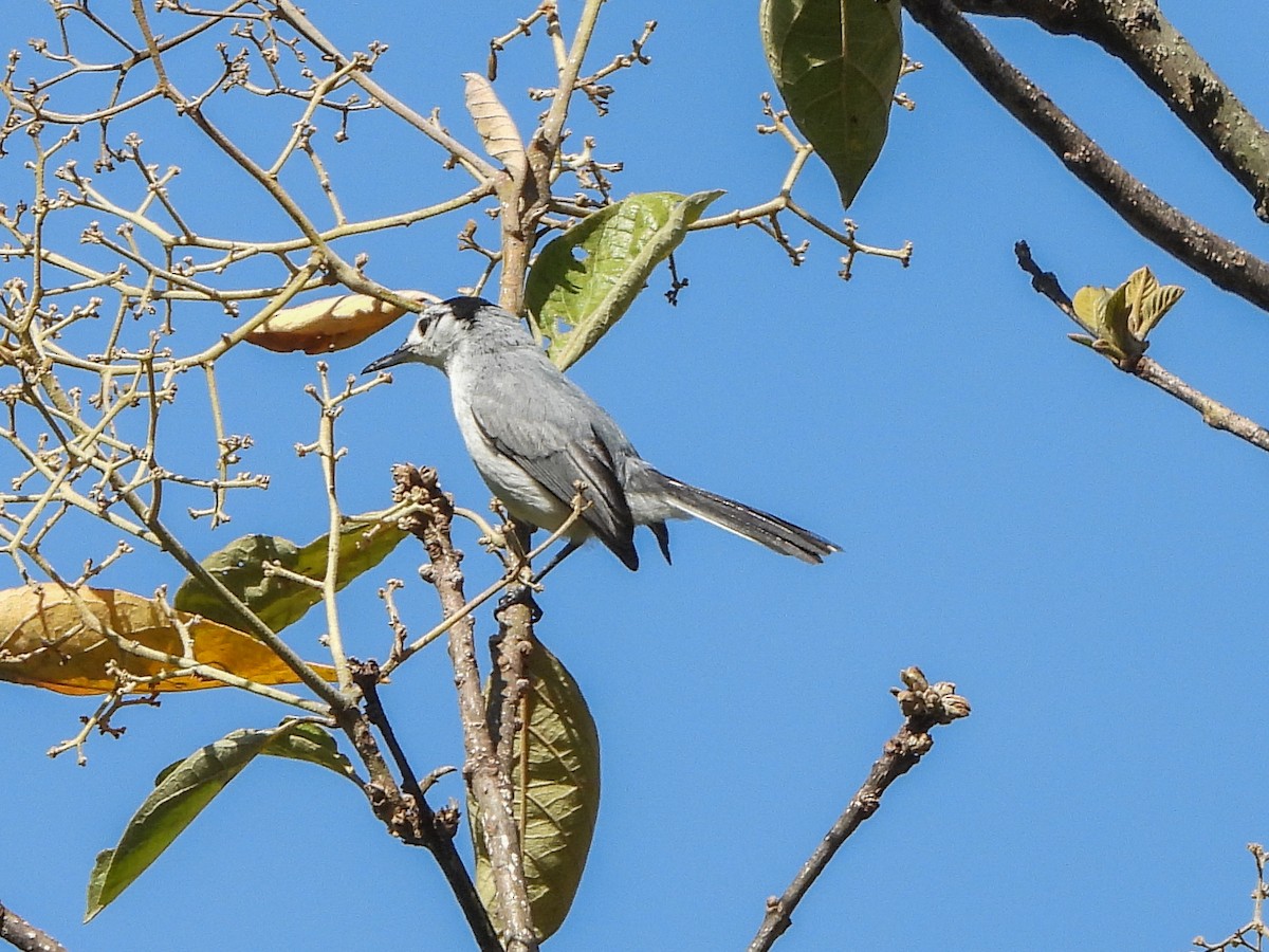 White-browed Gnatcatcher - ML151904621