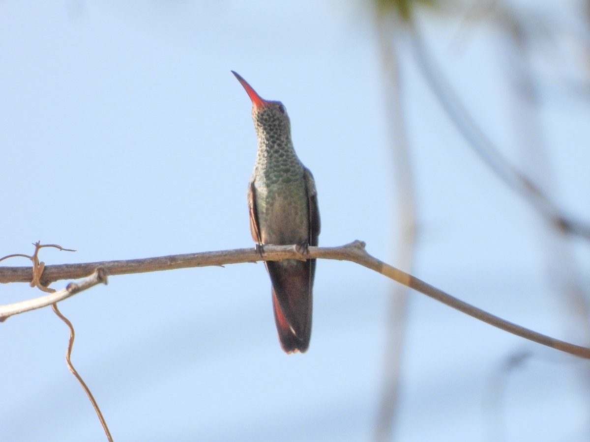 Blue-throated Goldentail - ML151905191