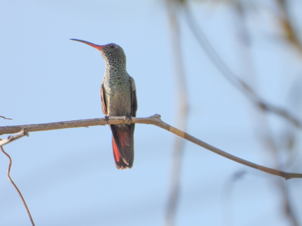 Blue-throated Goldentail - ML151905251