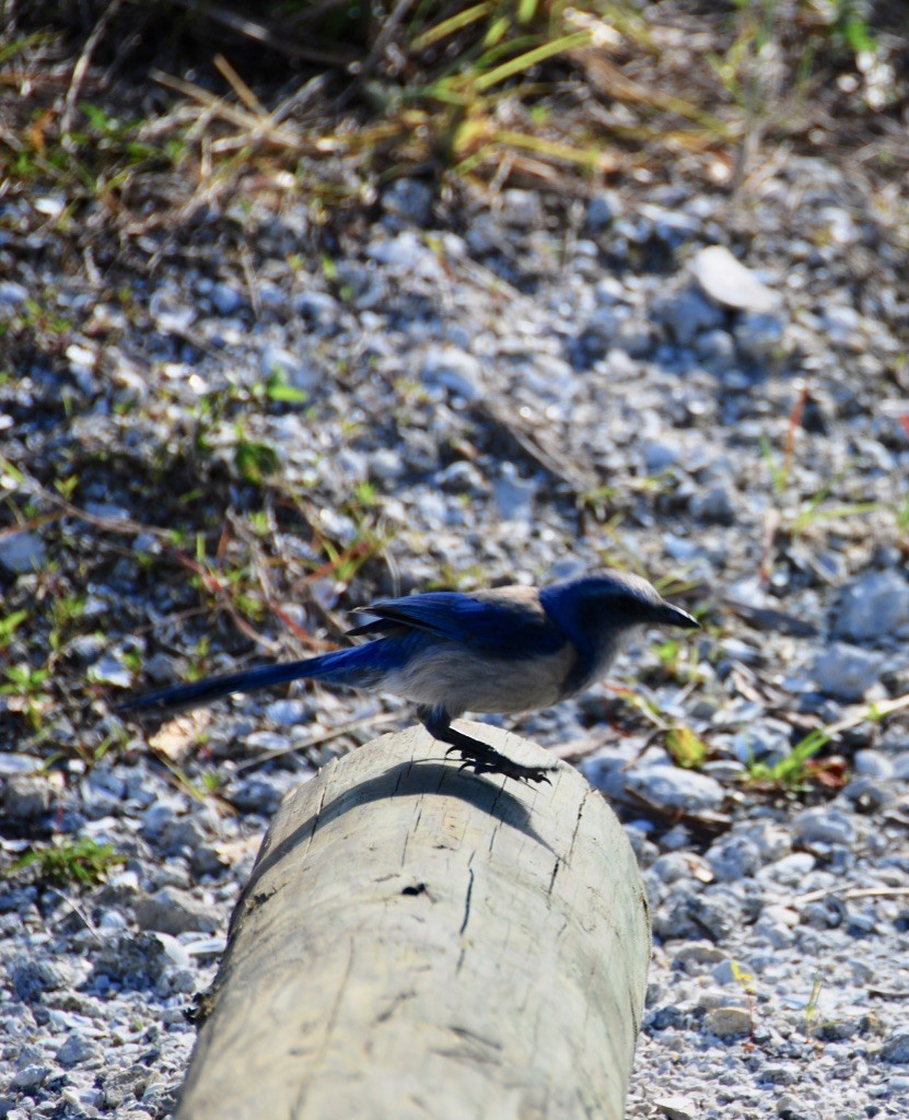 Florida Scrub-Jay - ML151905301