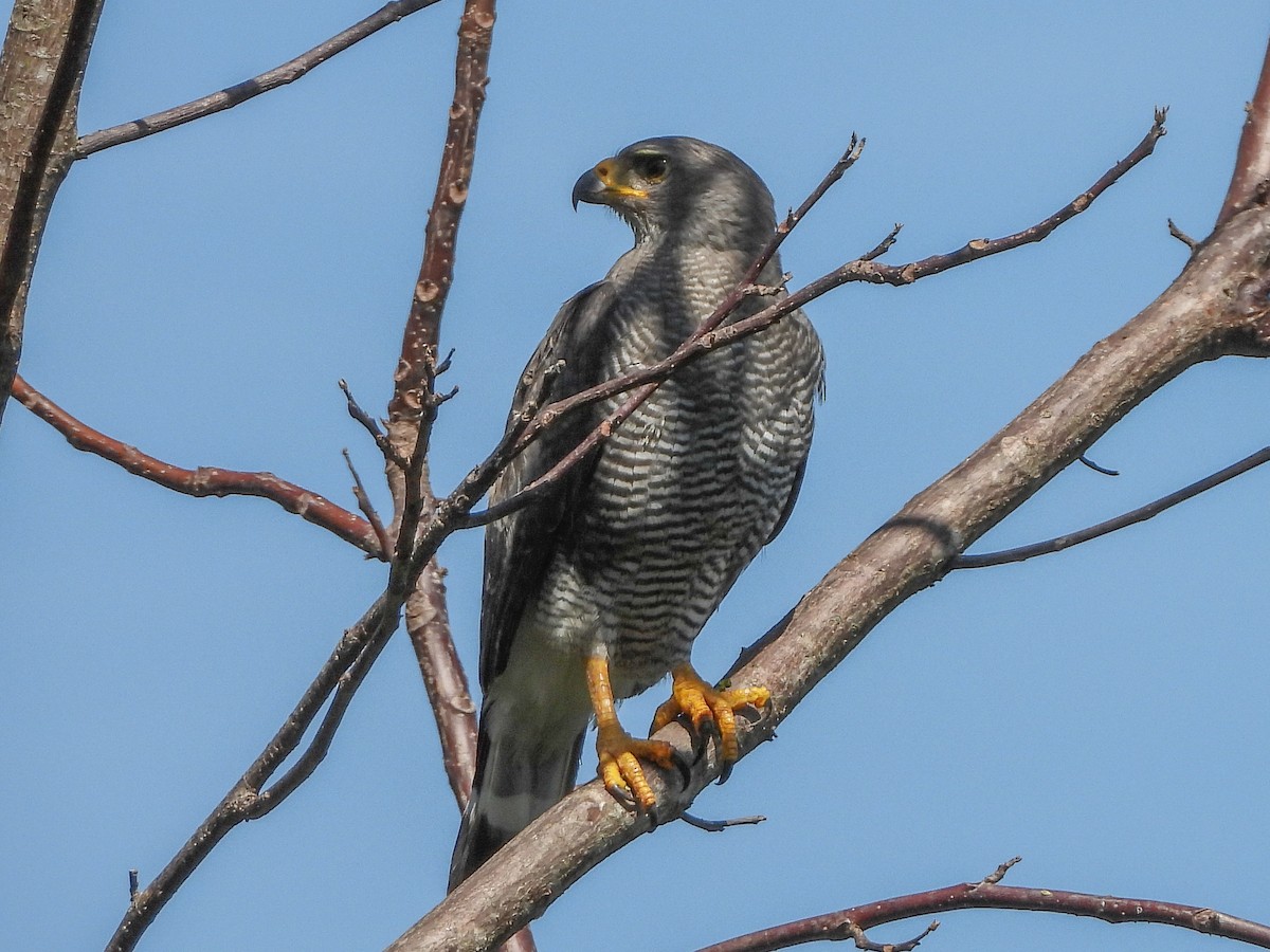 Gray Hawk - ML151905411