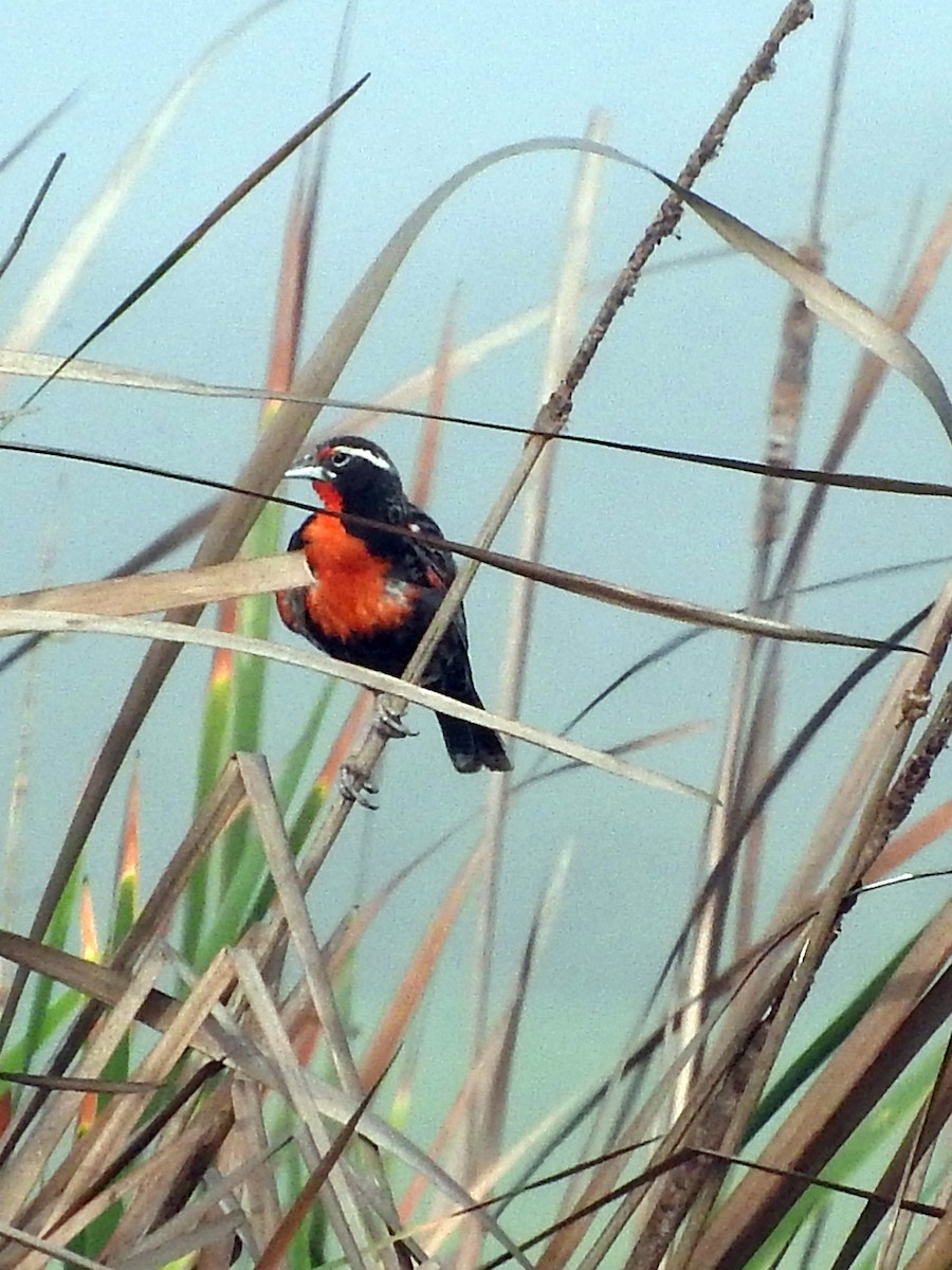 Peruvian Meadowlark - Diane Thomas