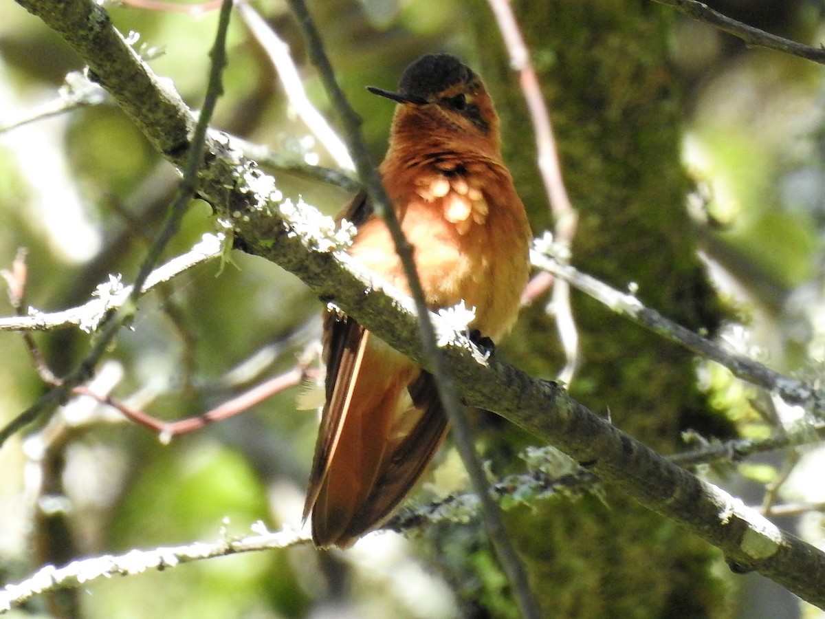 Colibri étincelant - ML151906111