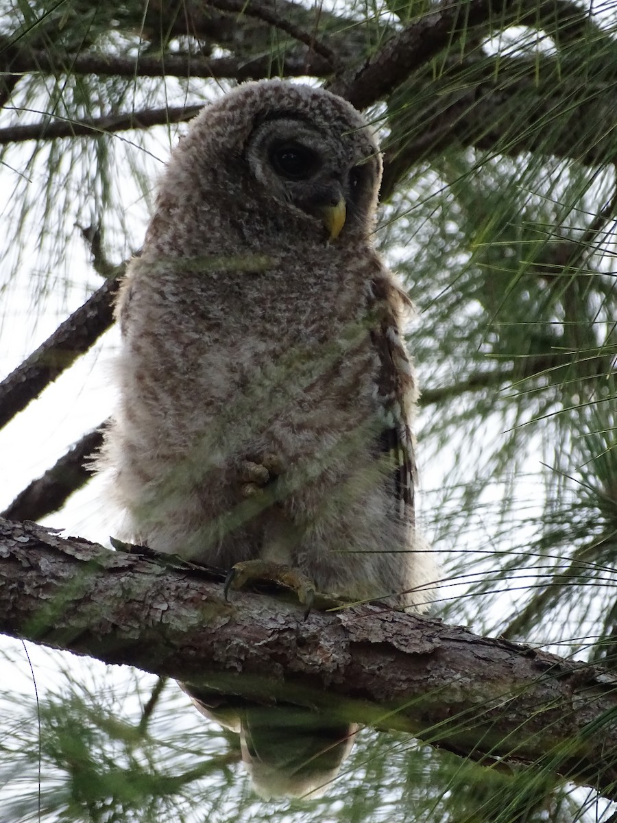 Barred Owl - ML151906321