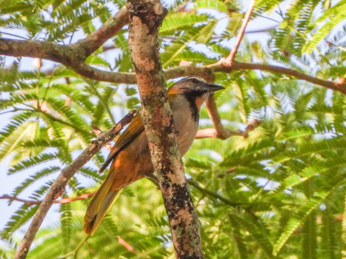 Buff-throated Saltator - ML151906521