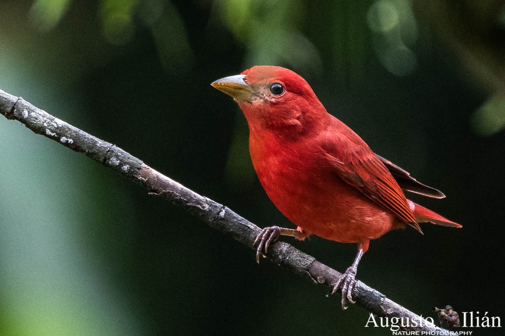 Piranga Roja - ML151906951