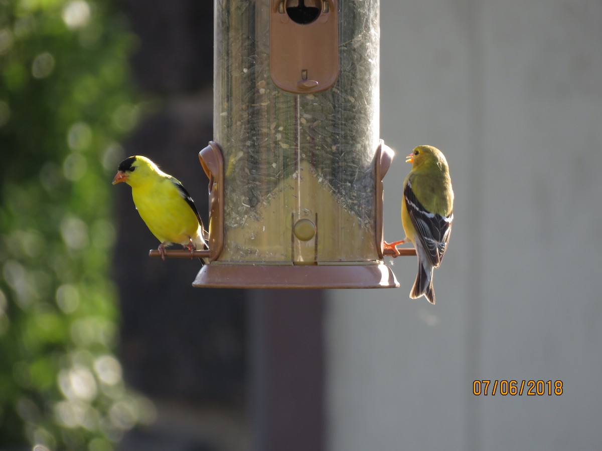 American Goldfinch - ML151907401