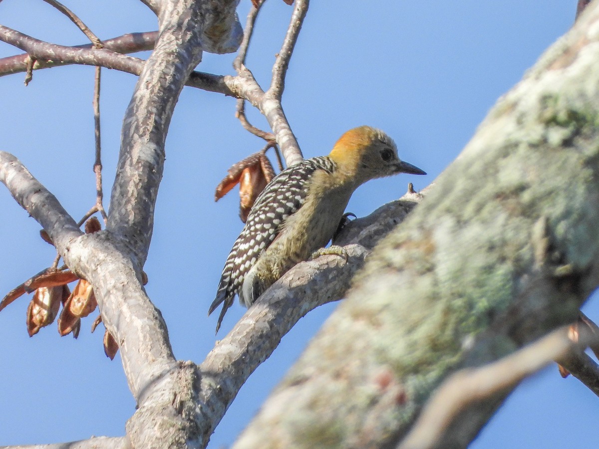 Hoffmann's Woodpecker - ML151908201