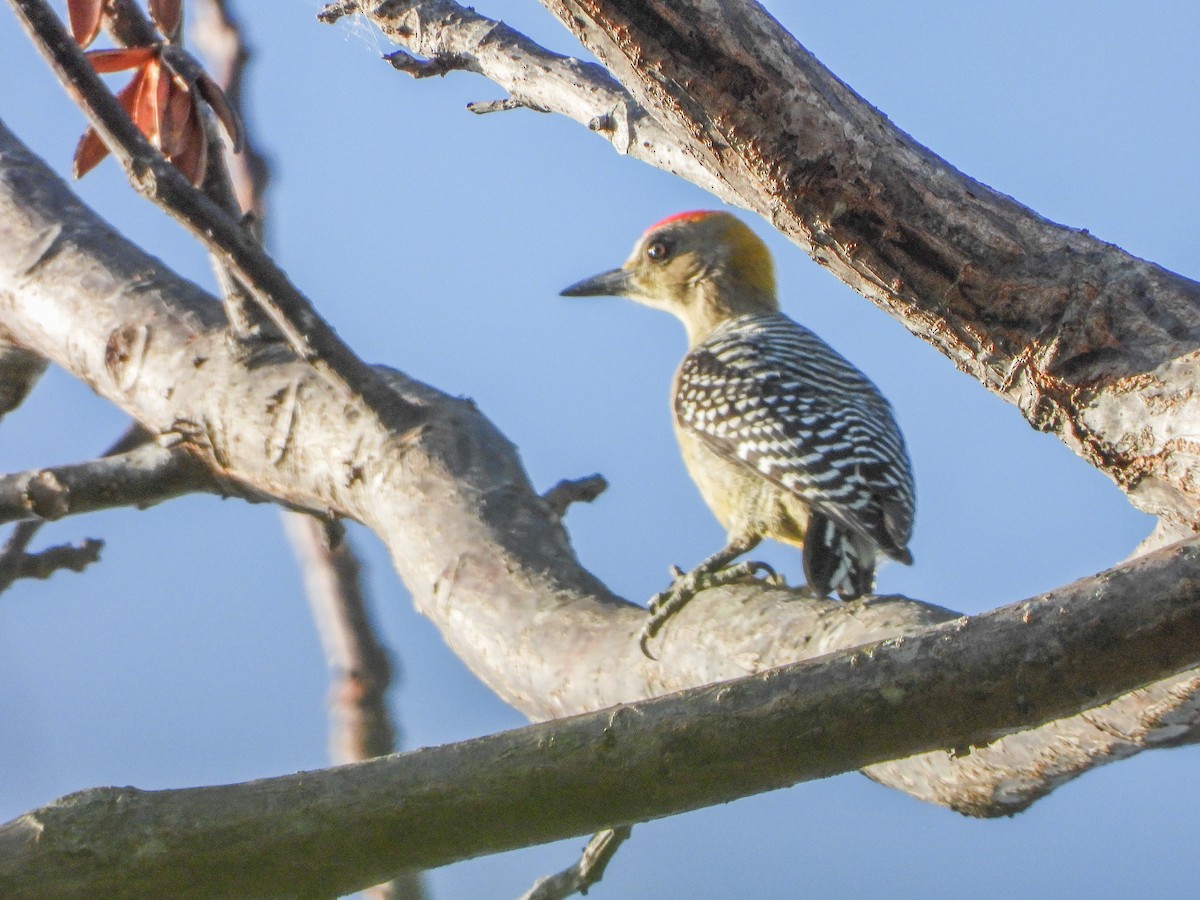 Hoffmann's Woodpecker - ML151908241