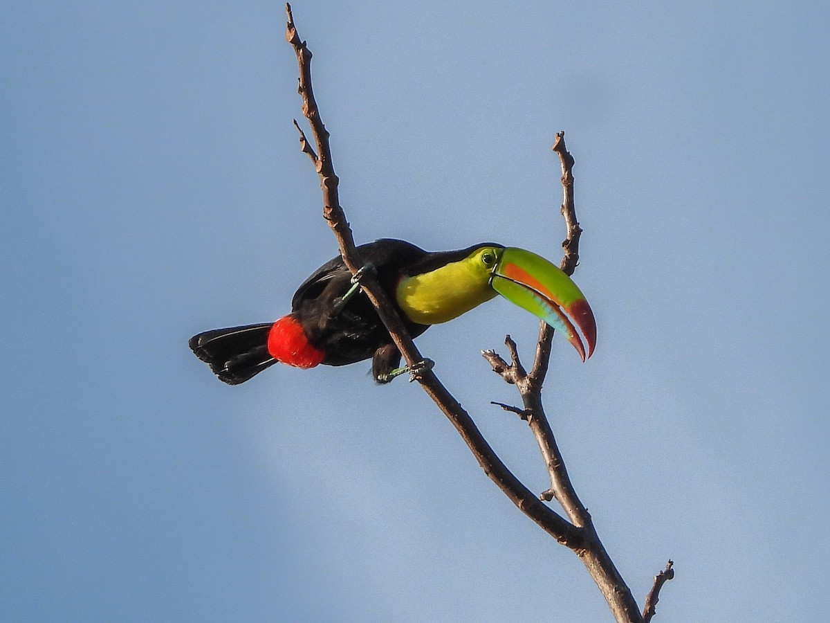 Keel-billed Toucan - ML151908291