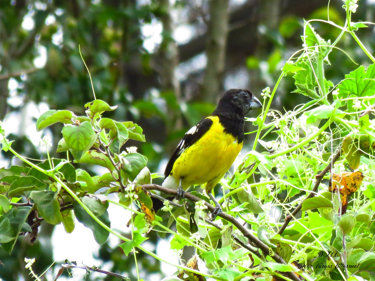 Black-backed Grosbeak - ML151908471