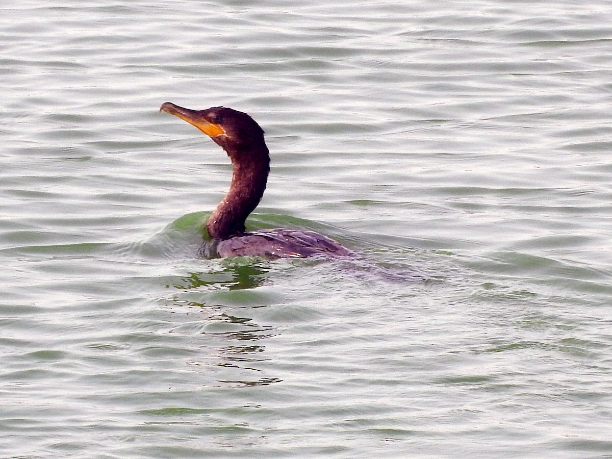 Neotropic Cormorant - ML151908691